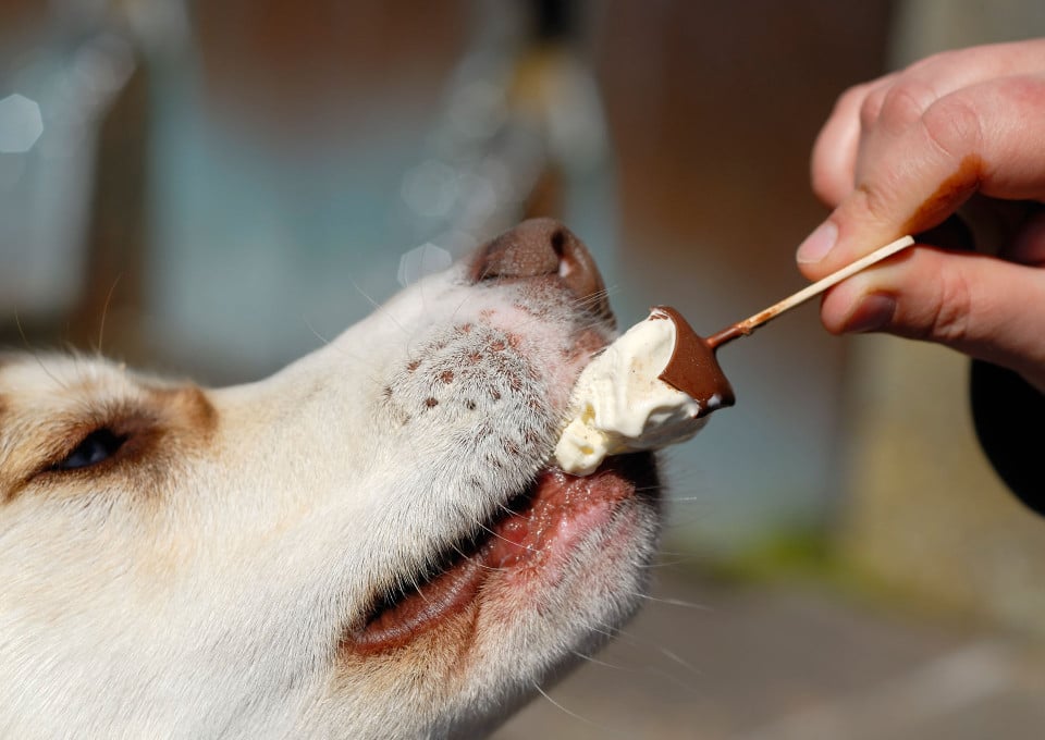 Dog eating ice cream