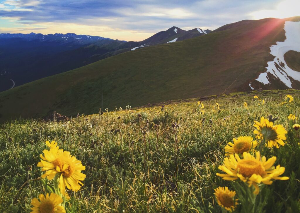 Wild Sun Flowered Skyline