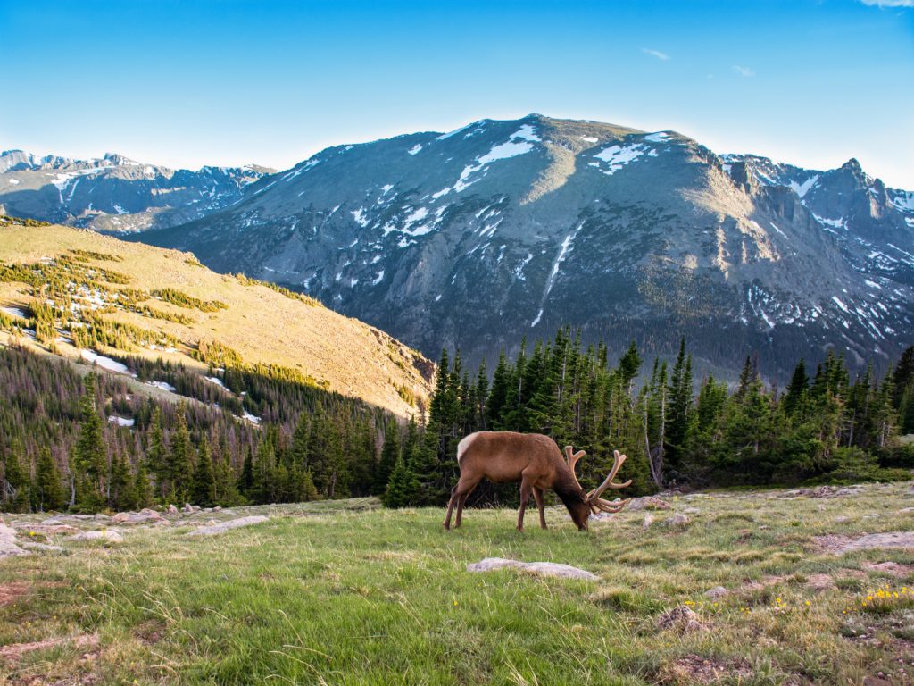 Bull elk with large antlers grazing on early summer evening. Rocky Mountain National Park, Colorado, USA