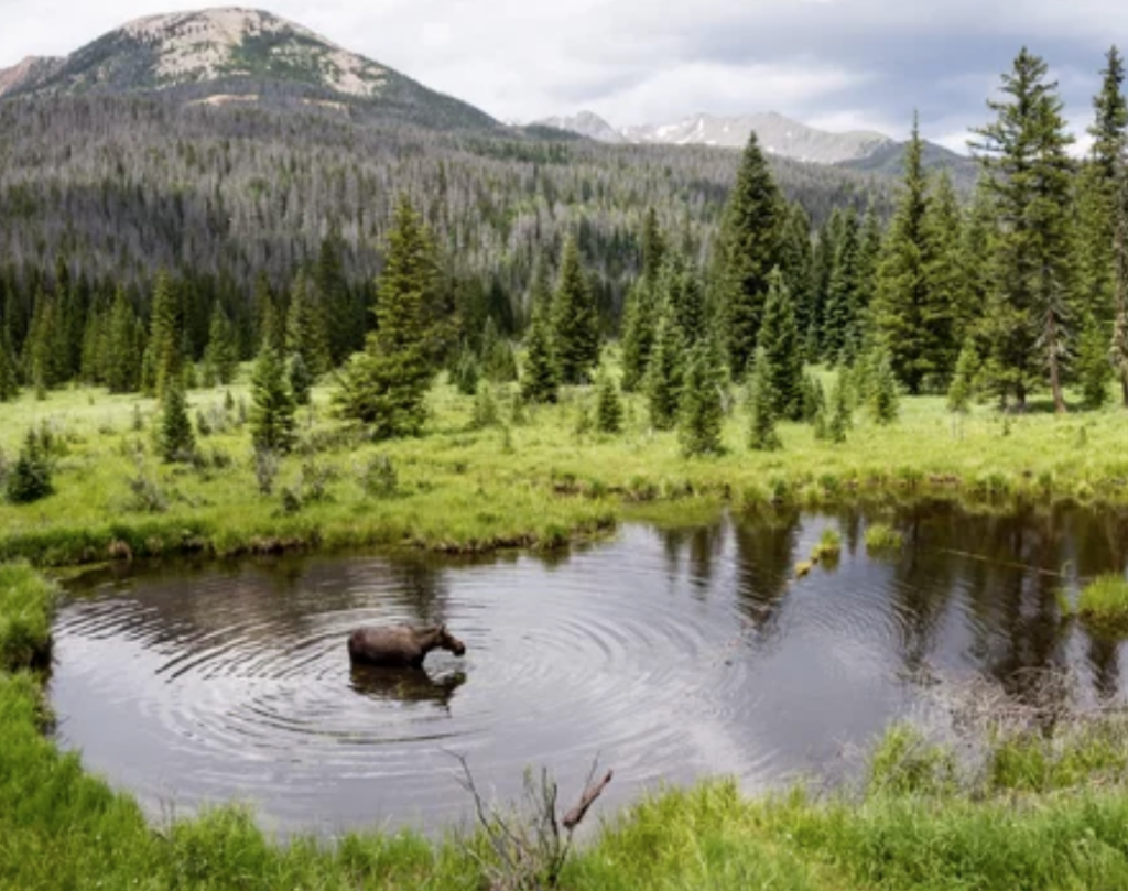 Moose in pond located in Rocky Mountain National Park